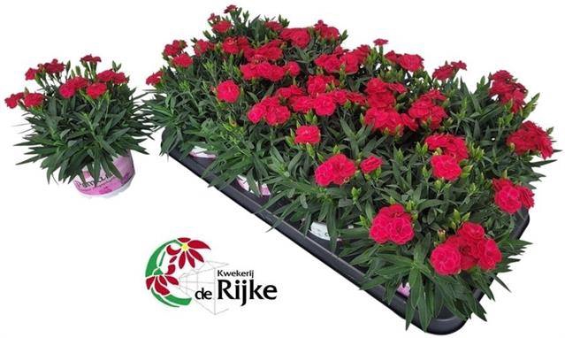<h4>DIANTHUS PEMAN MERLOT P12</h4>