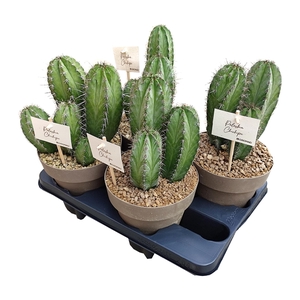 POLASKIA CHICHIPE POT Ø 16 - TRAY 4 PCS (CACTUS)