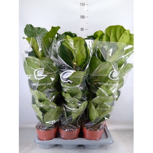 Ficus lyrata