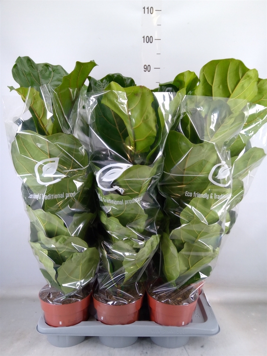 <h4>Ficus lyrata</h4>