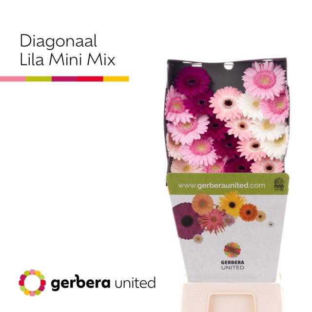 <h4>Gerbera diamond mix lilac</h4>