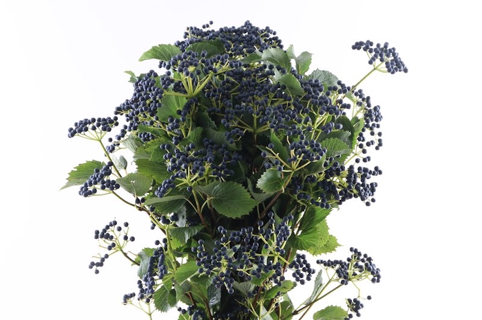 <h4>Viburnum Dark Blue Herman</h4>