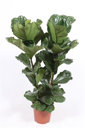Ficus Lyrata 2 Per Pot