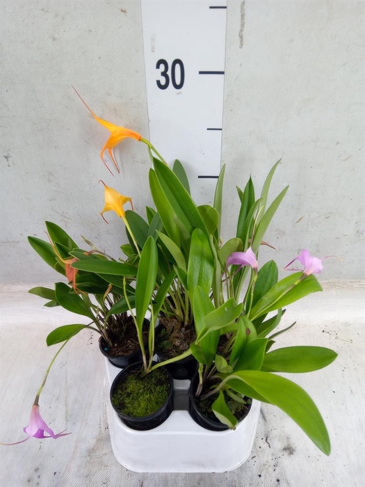 <h4>Orchideeen   ...</h4>