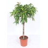 Ficus Amstel King