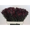 Leucadendron Saf Sunset Dark R.