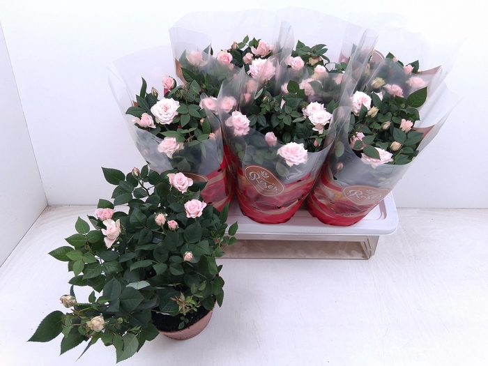 <h4>RO FAV RO PINK</h4>