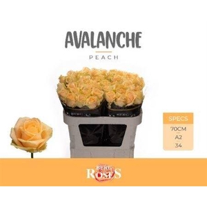 R Gr Avalanche Peach