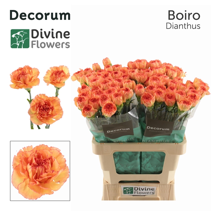 <h4>Di St Boiro Divine</h4>