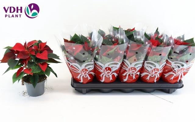 <h4>EUPHOR P CHR F RED</h4>