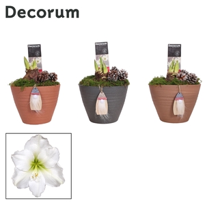 Hippeastrum Wit 2 Knop Kaja KERST (Decorum)