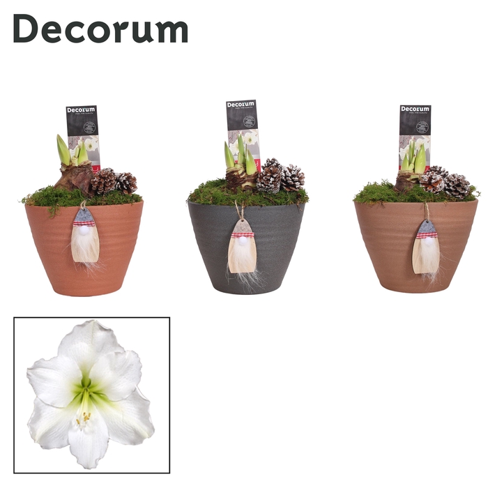 <h4>Hippeastrum Wit 2 Knop Kaja KERST (Decorum)</h4>