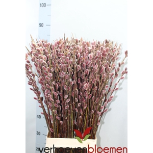 SALIX CH RED PASSION