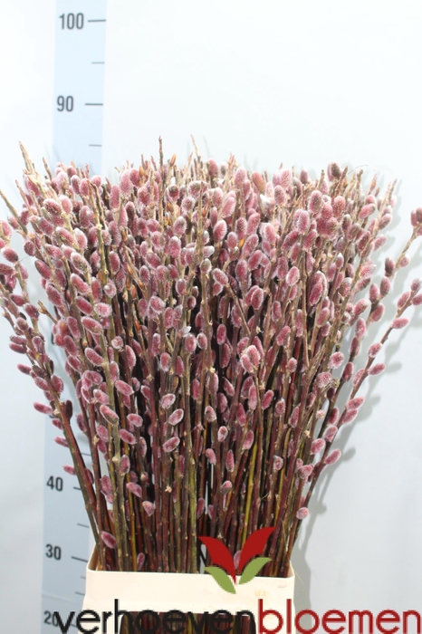 <h4>SALIX CH RED PASSION</h4>