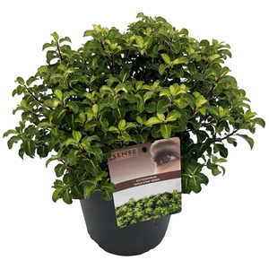 Pittosporum ten. 'Gold Star' sense