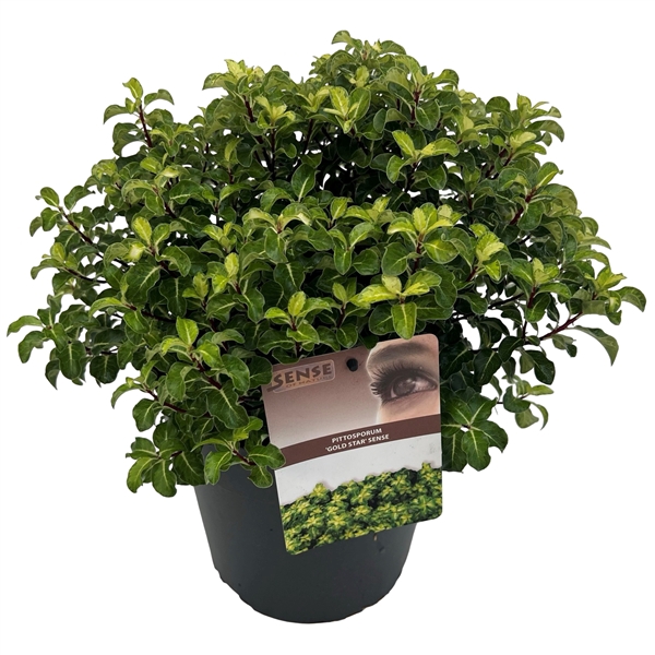 <h4>Pittosporum ten. 'Gold Star' sense</h4>