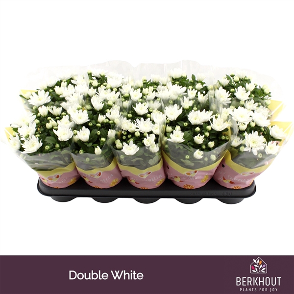<h4>Chrysanthemum Indicum Grp Brave</h4>