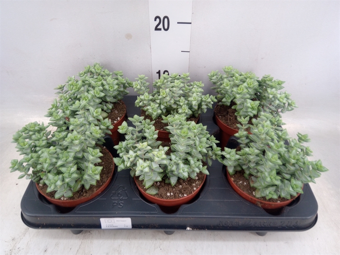 <h4>Crassula perforata</h4>