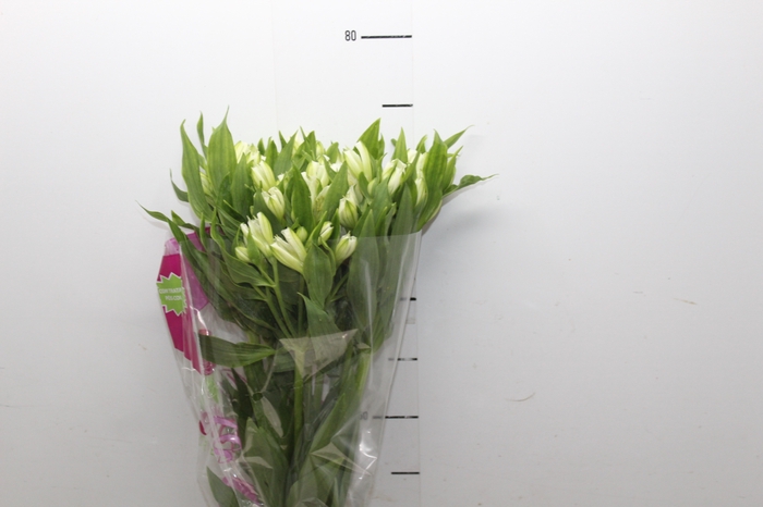 <h4>ALSTROEMERIA AVALANGE 080 CM</h4>