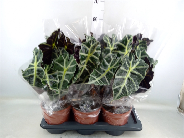 <h4>Alocasia amazonica 'Polly'</h4>