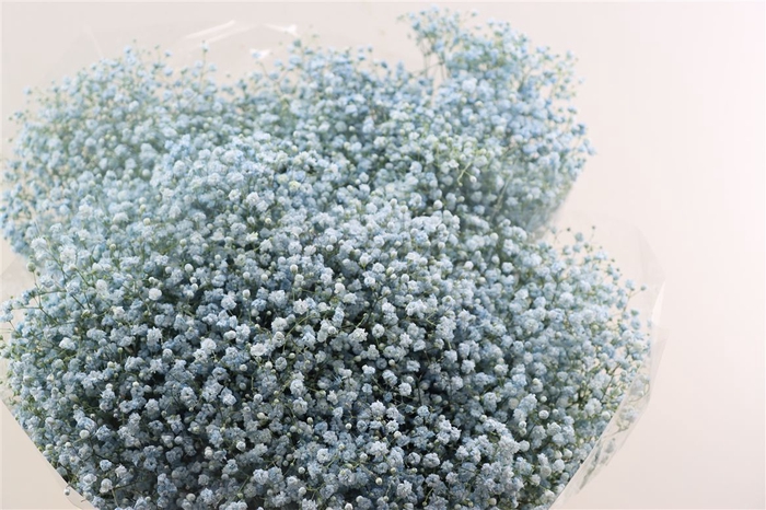 <h4>Gyps Grof Baby Blue (dip)</h4>