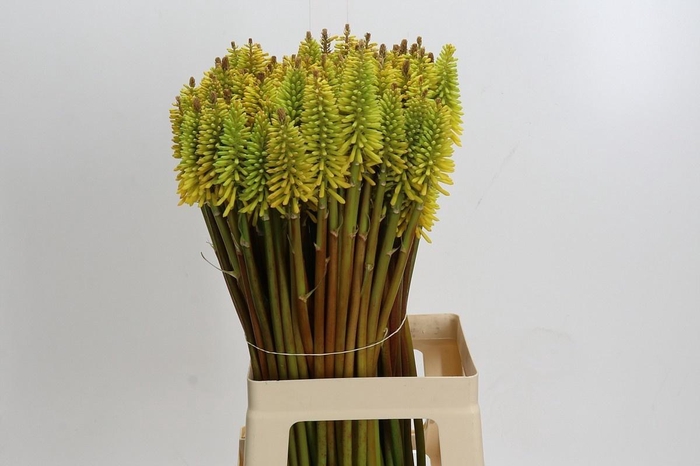 Knip Eycone Yellow X5