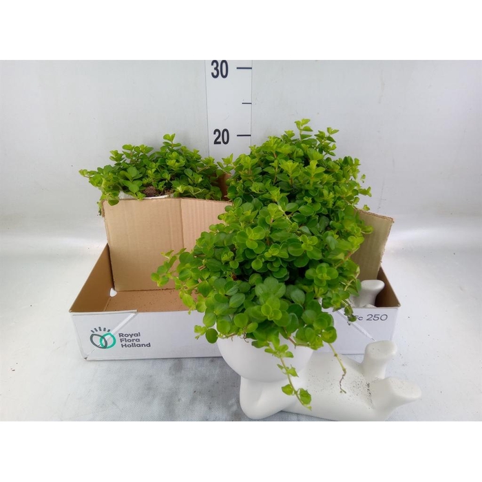 <h4>Arr.   Kamerplant Groen L%</h4>