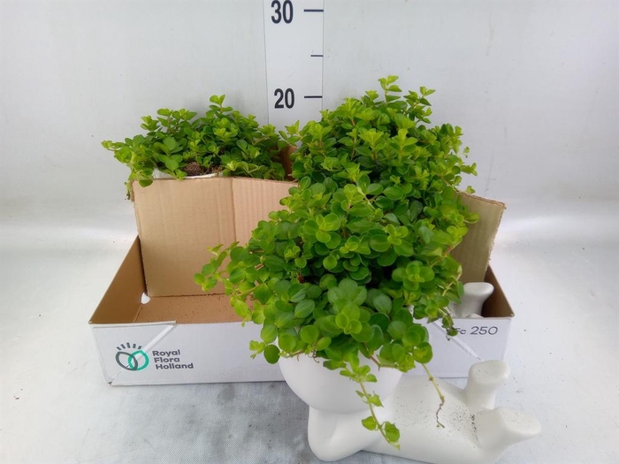 Arr.   Kamerplant Groen L%