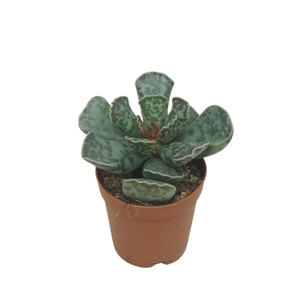 <h4>Adromischus cooperi 5,5 cm</h4>