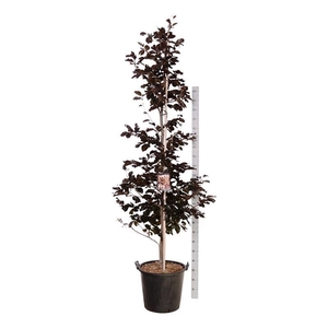 Fagus syl. 'Riversii'