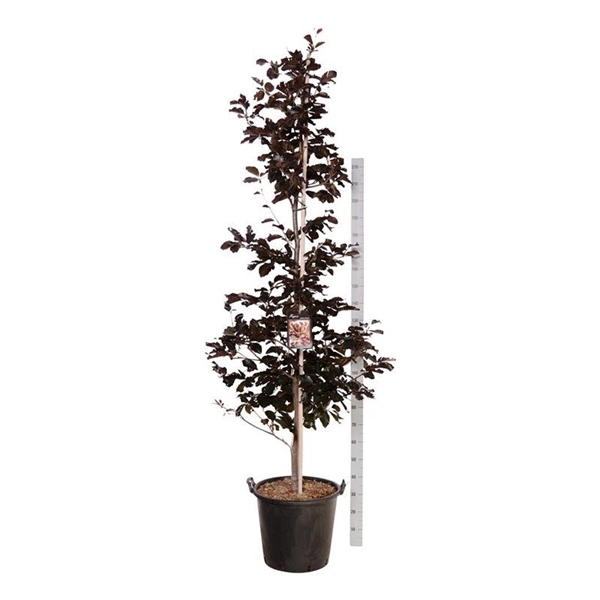 <h4>Fagus syl. 'Riversii'</h4>