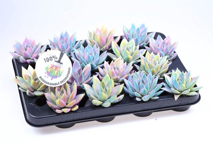 <h4>Echeveria  'Miranda'</h4>