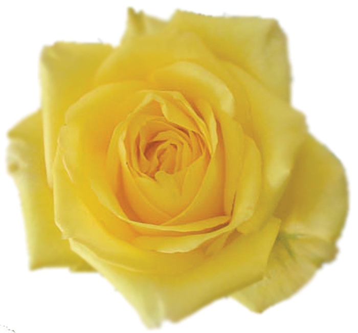 ROSA SANTA FE 050 CM ESTUFA