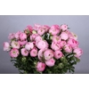 Ranunculus Elegance Pink