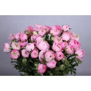 Ranunculus Elegance Pink
