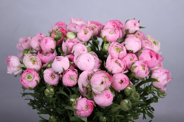 <h4>Ranunculus Elegance Pink</h4>