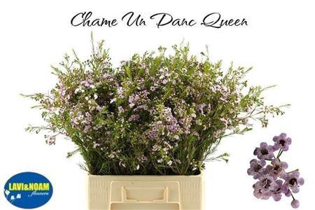 <h4>Chame Un Danc Queen</h4>