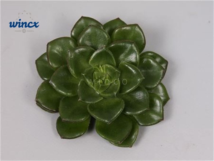 Echeveria Affinus Cutflower Wincx-5cm