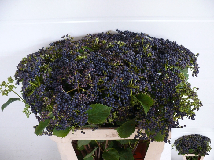 <h4>VIBUR DE BLUEBER HIL</h4>