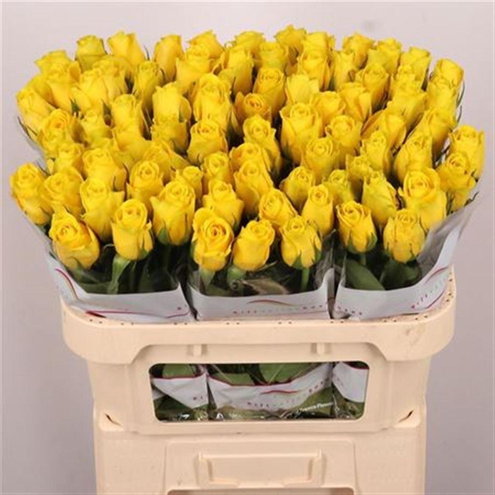 <h4>R Gr Goldfinch</h4>