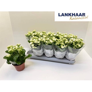 KALAN CALAN WHITE PERFECTA P12