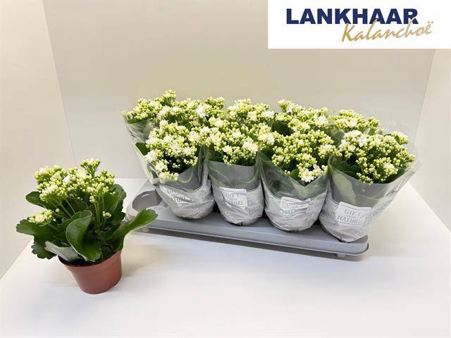 <h4>KALAN CALAN WHITE PERFECTA P12</h4>