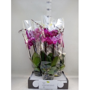 Phalaenopsis ...lilac