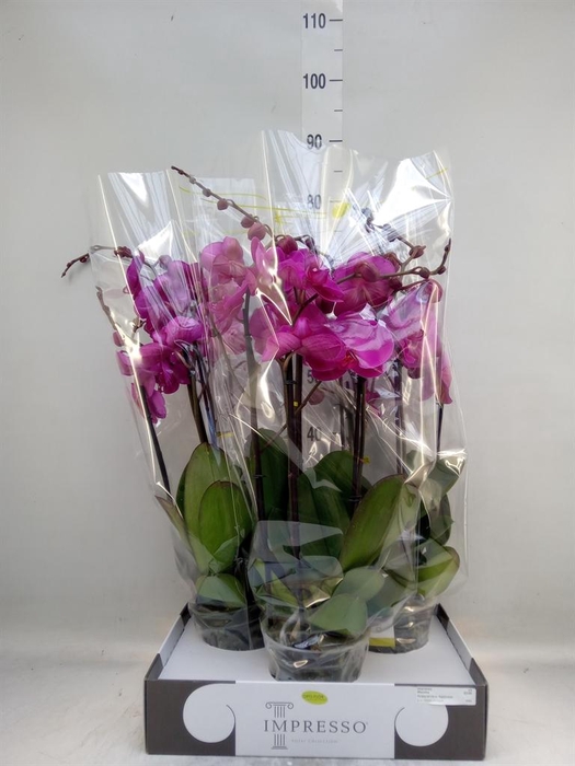 <h4>Phalaenopsis ...lilac</h4>