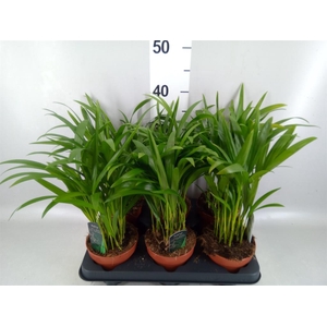 Dypsis lutescens   ...Chrysalidoca