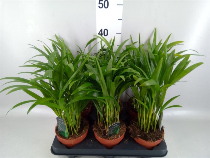 <h4>Dypsis lutescens   ...Chrysalidoca</h4>