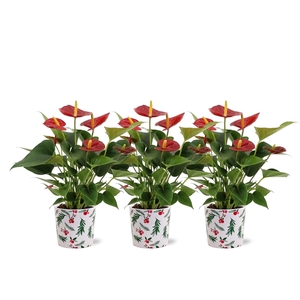 Anthurium Diamond Red in Noel Holly ceramics