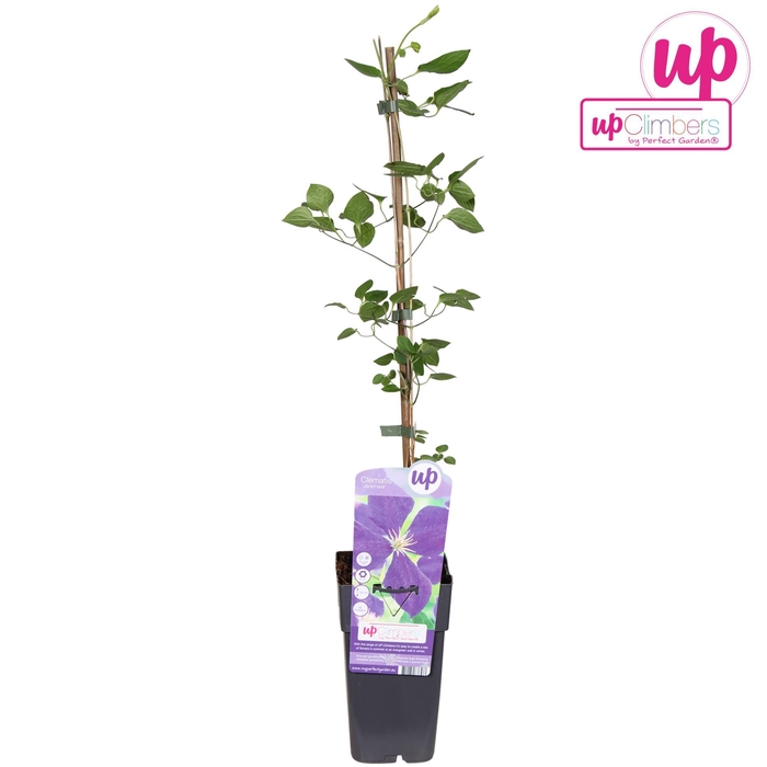 <h4>Clematis jackmanii Jackmanii</h4>