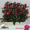 Paeo Red Sarah Ber
