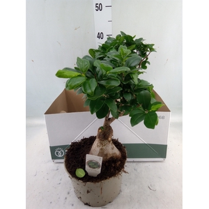 Ficus microcarpa 'Ginseng'